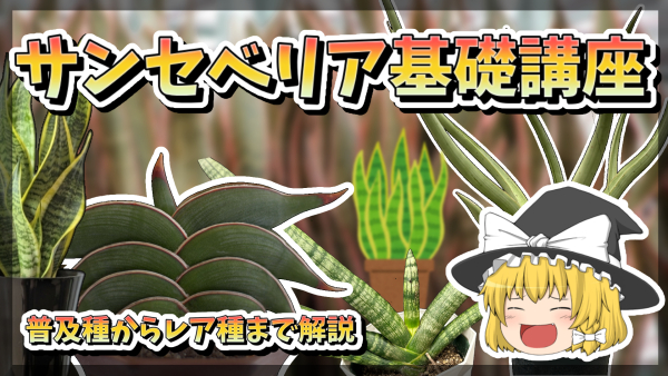 サンセベリア回の画像