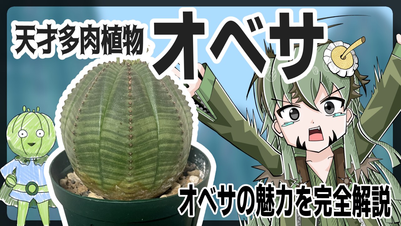【アニメ解説】可愛すぎる天才多肉植物「ユーフォルビア・オベサ」、狂気のアニメが放送中！！【珍奇植物】のサムネイル