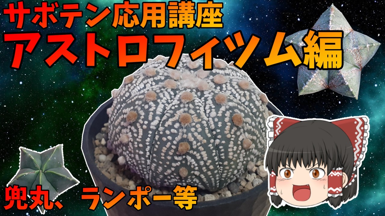 【ゆっくり解説】サボテン応用講座　アストロフィツム編【兜丸・ランポー玉や他4種類】のサムネイル