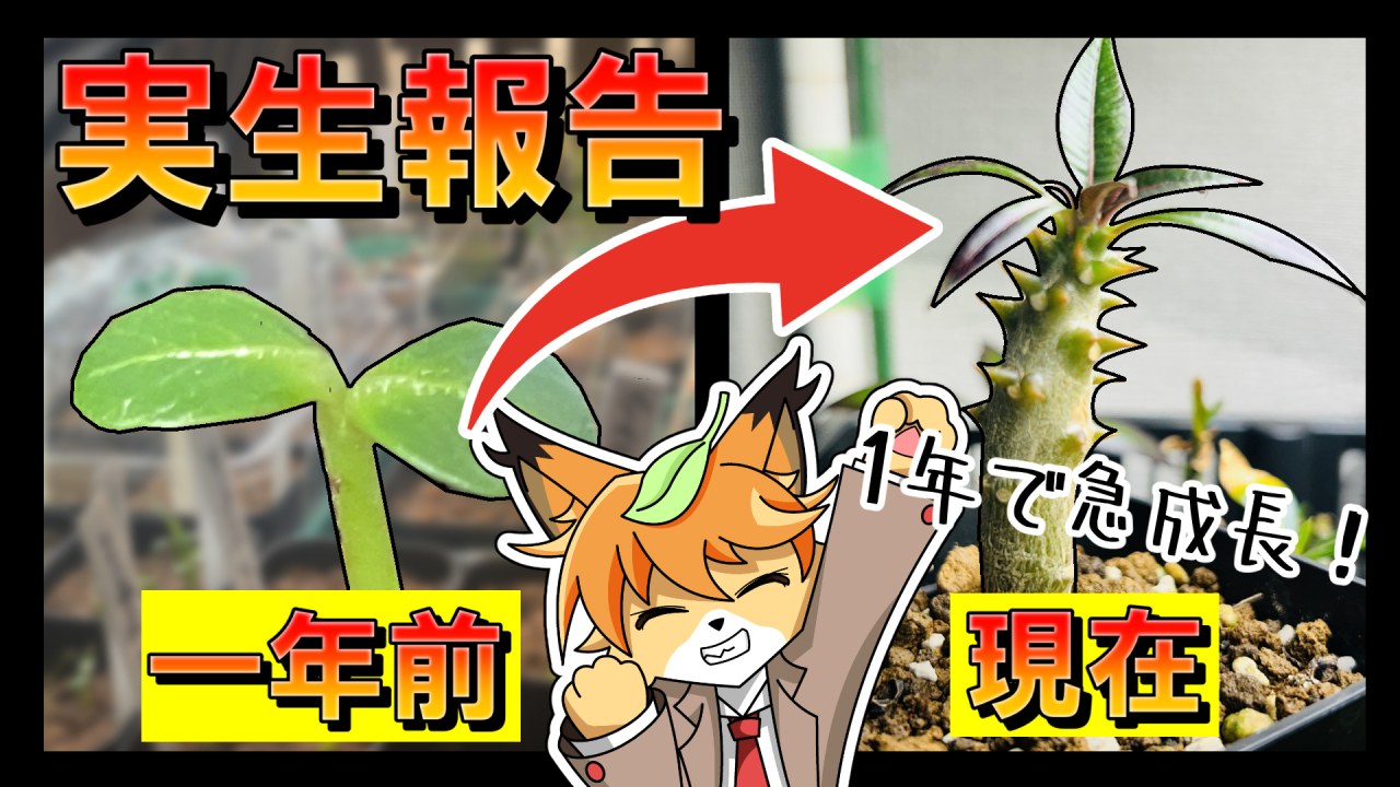 https://www.youtube.com/watch?v=Y5ga9kjfQeEのサムネイル