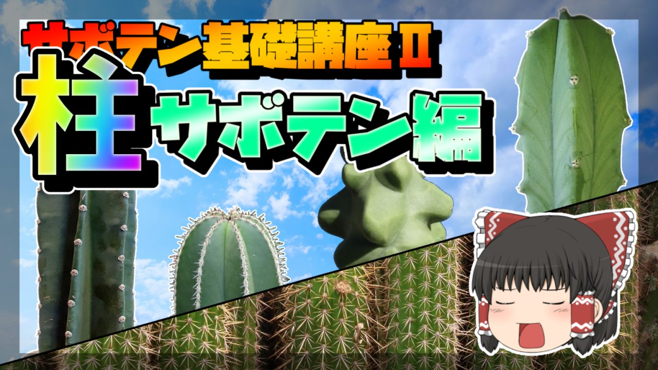 【ゆっくり解説】サボテン基礎講座Ⅱ　柱サボテン編【リメイク】のサムネイル