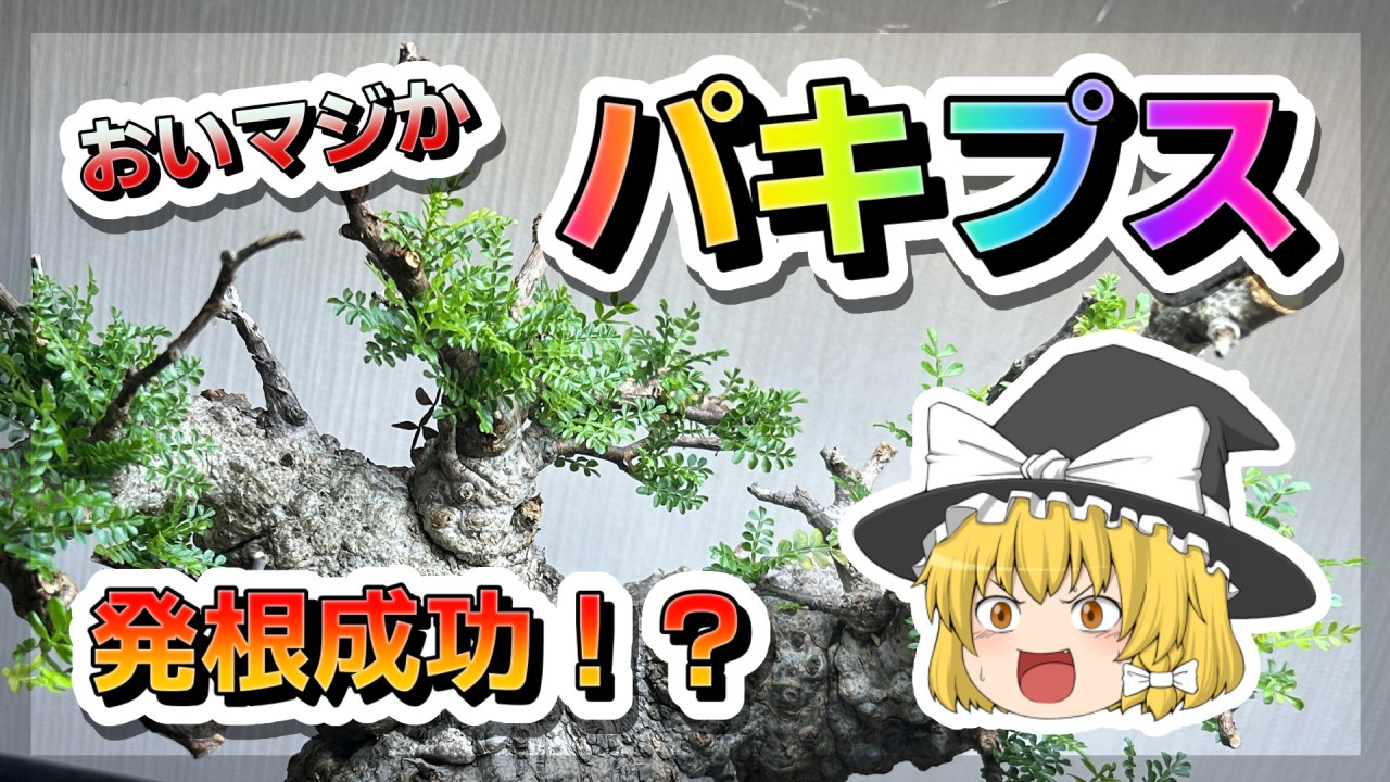 https://www.youtube.com/watch?v=zPOHmsIJDrAのサムネイル